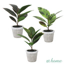Cael Artificial Rubber Tree Potted Plant