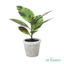 Cael Artificial Rubber Tree Potted Plant