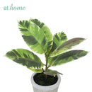 Cael Artificial Rubber Tree Potted Plant