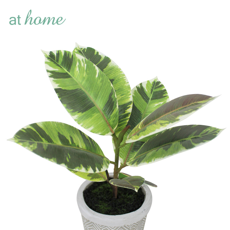 Cael Artificial Rubber Tree Potted Plant