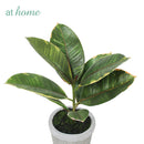 Cael Artificial Rubber Tree Potted Plant