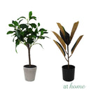 Ceris Artificial Rubber Tree Potted Plant
