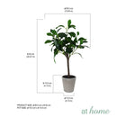 Ceris Artificial Rubber Tree Potted Plant