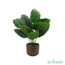 Hata Decorative Plant