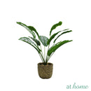 Hata Decorative Plant